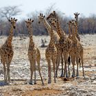 Angola-Giraffen