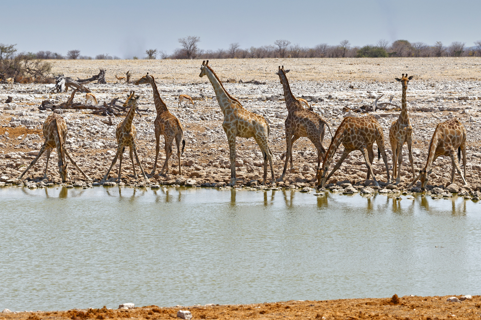 Angola Giraffen_1