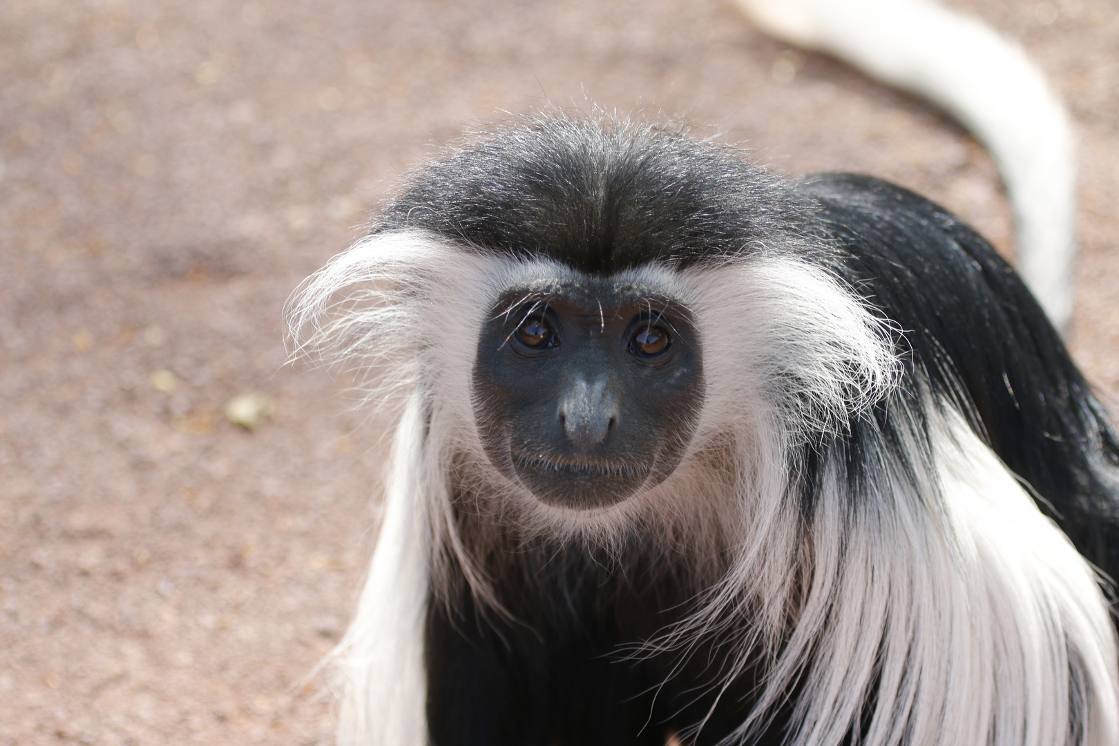 Angola Guereza