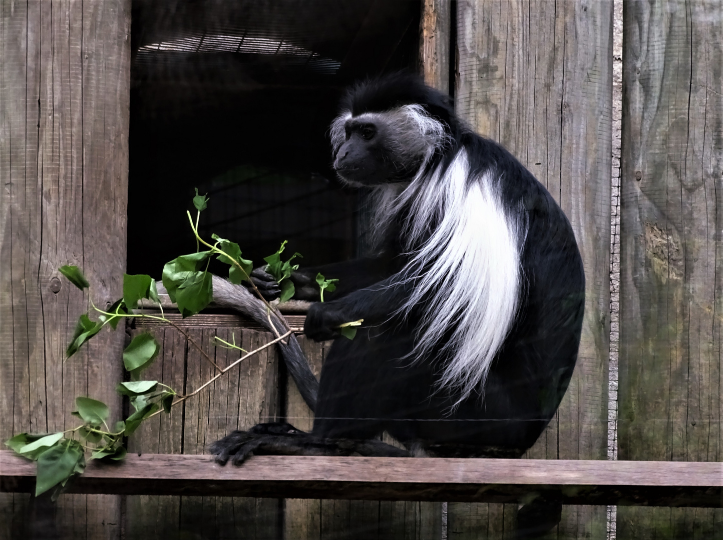 Angola-Guereza  (Colobus angolensis pallitus)