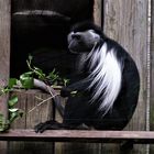 Angola-Guereza  (Colobus angolensis pallitus)