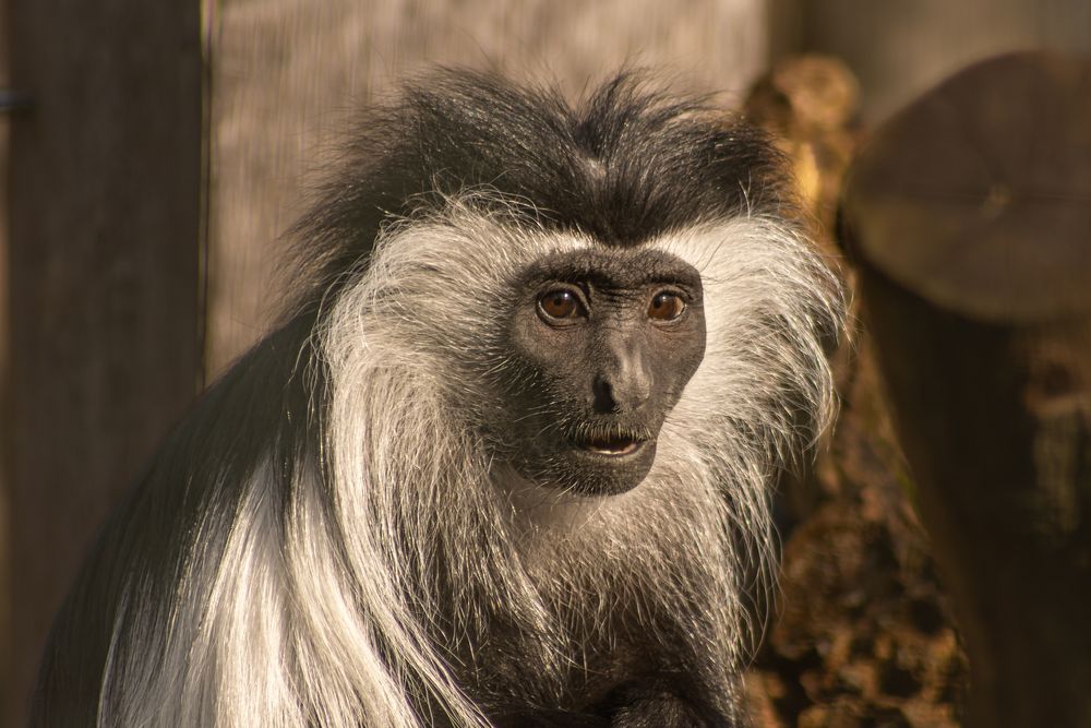 Angola-Guereza