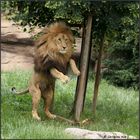 Angola Löwe "Matadi" in ganzer Größe