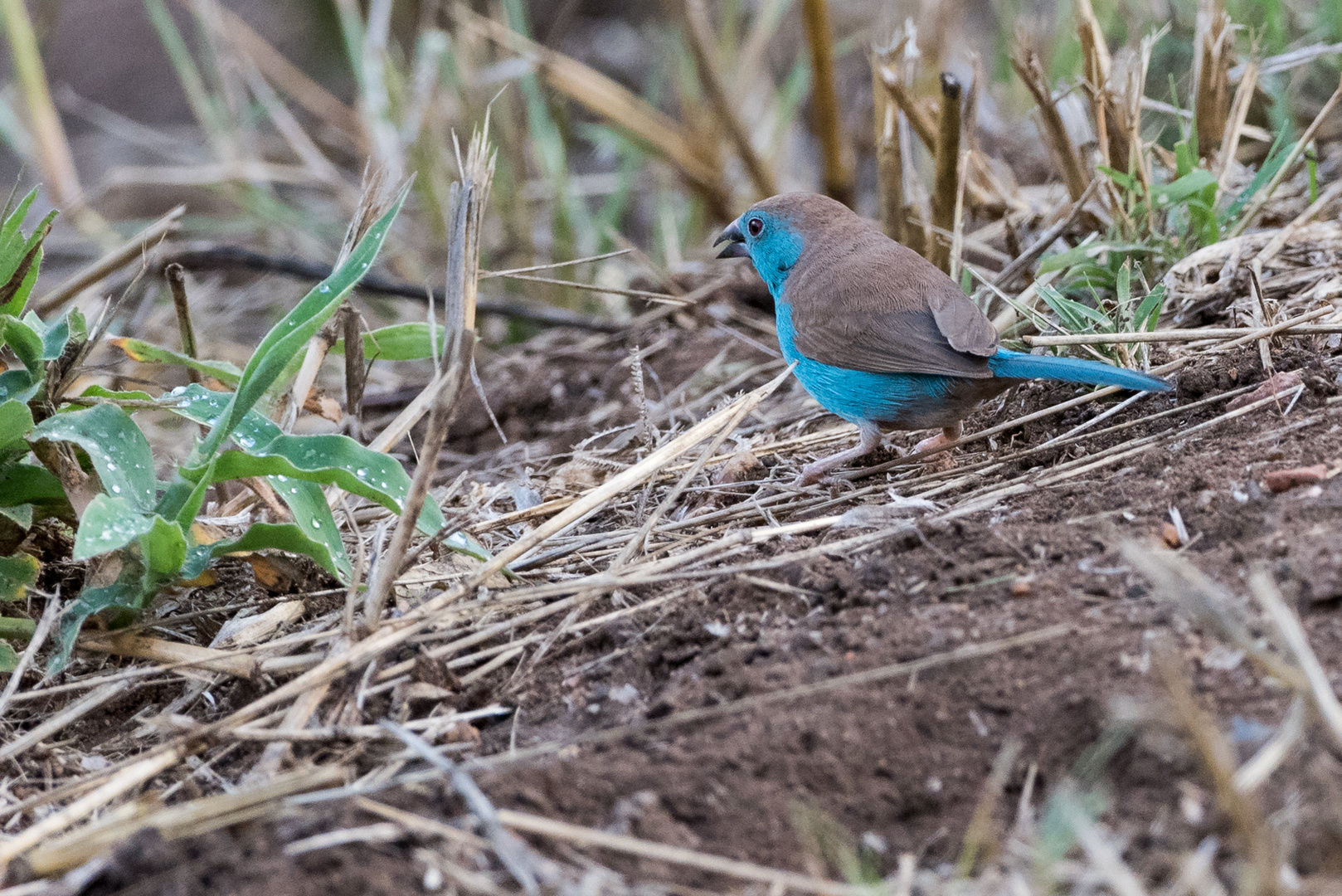 Angola Schmetterlingsfink - Blue Waxbill (Uraegintus angolensis)