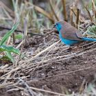 Angola Schmetterlingsfink - Blue Waxbill (Uraegintus angolensis)