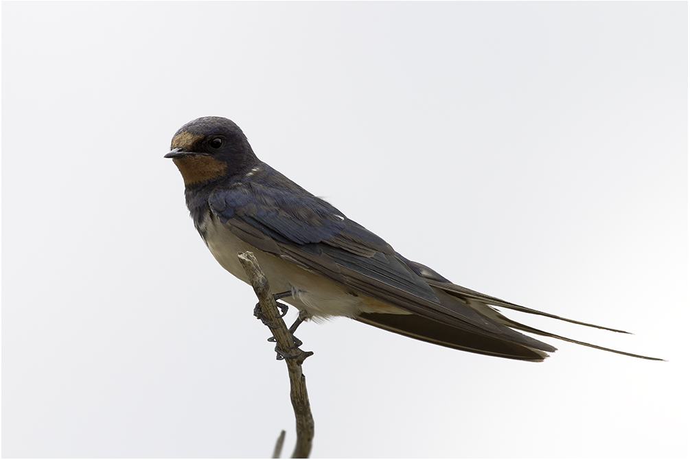 Angolaschwalbe (Hirundo angolensis)...