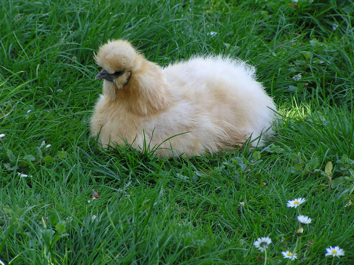 Angora Huhn ?