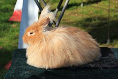 Angora Kaninchen