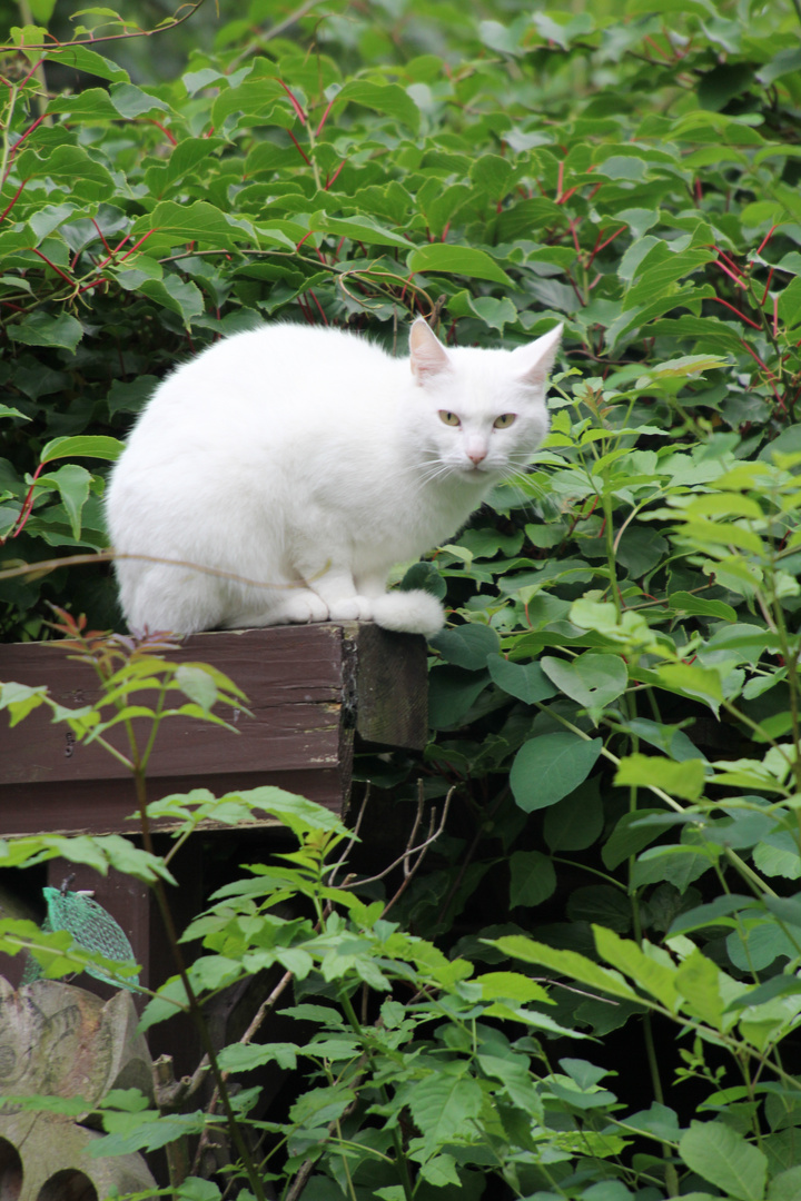 Angora Katze