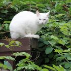 Angora Katze