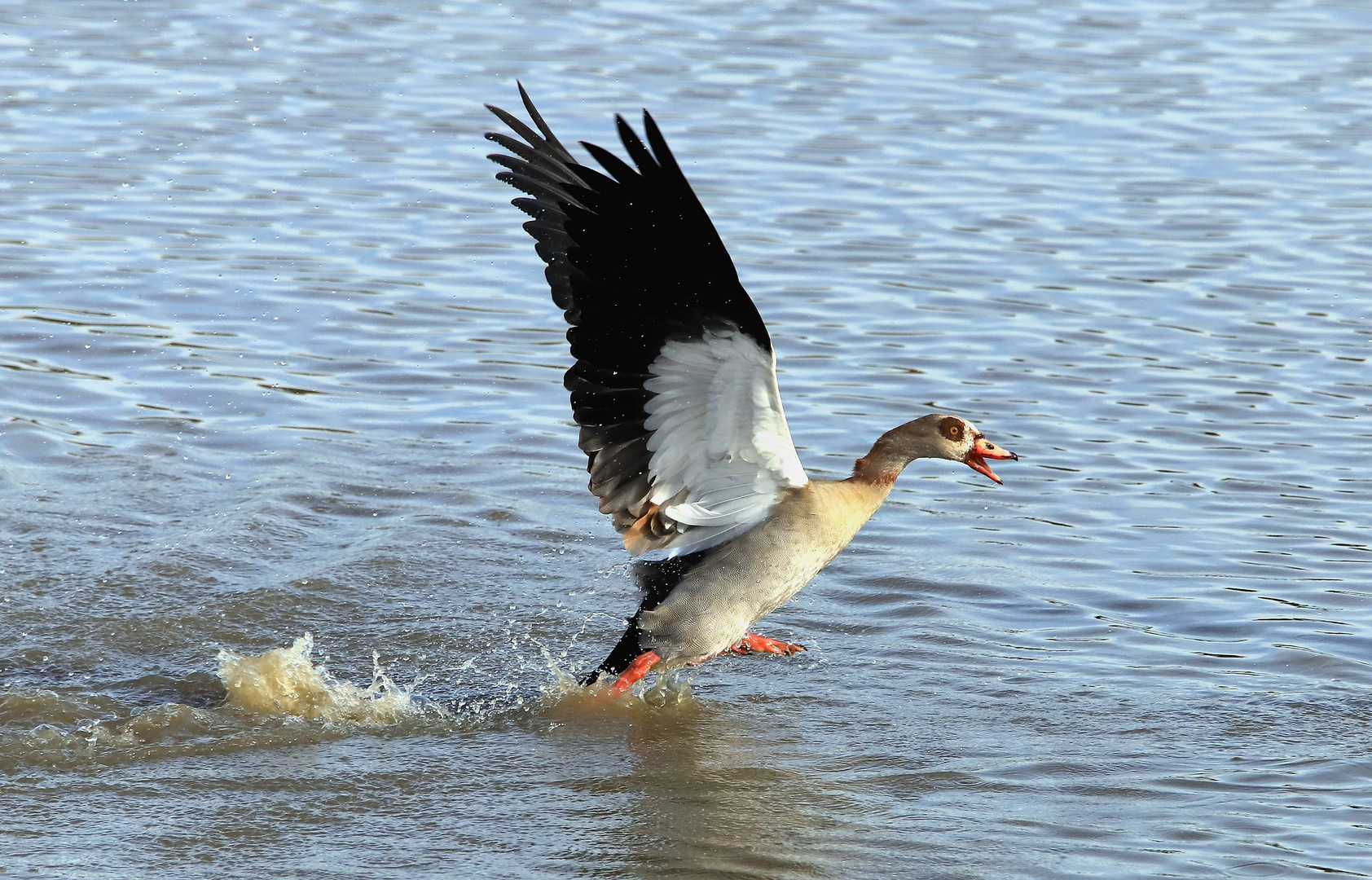 Angreifende Nilgans 