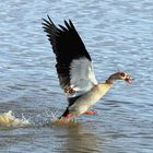 Angreifende Nilgans 