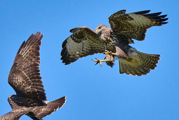 Angreifender Bussard