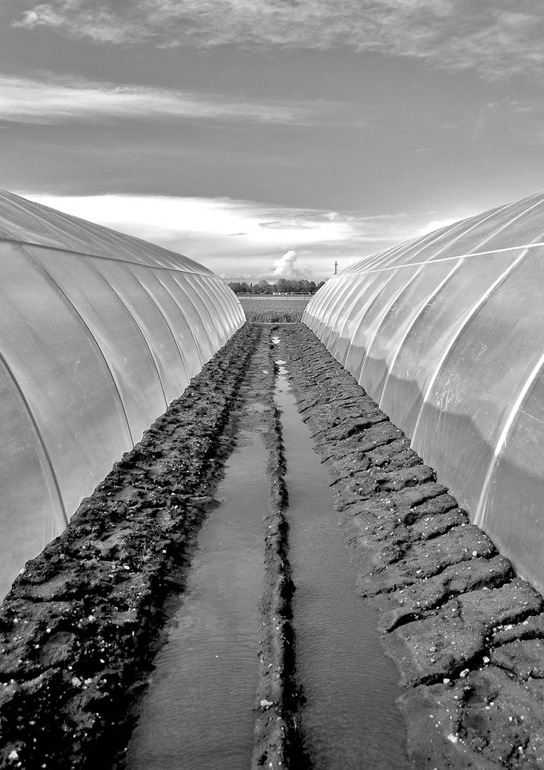 angrenzende Folientunnel