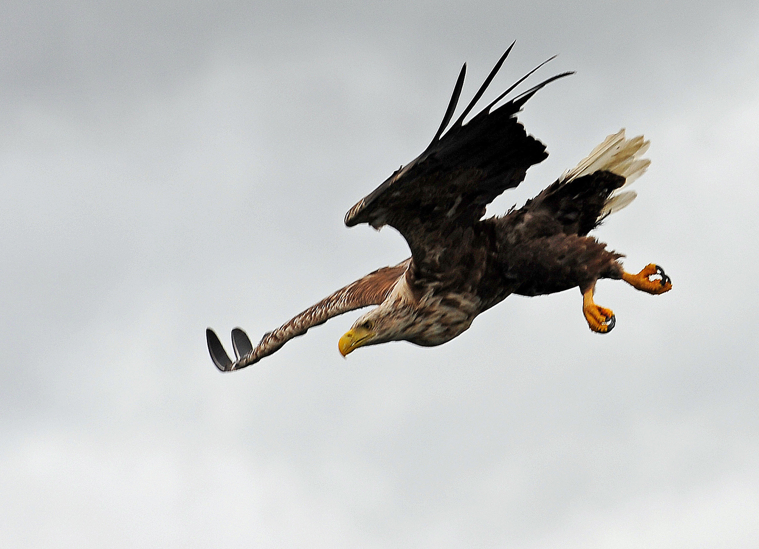 Angrif! und Sturzflug!