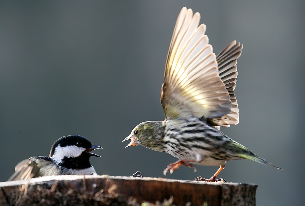 Angriff Foto & Bild tiere, wildlife, wild lebende vögel Bilder auf
