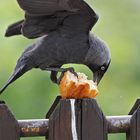 Angriff auf das Brötchen