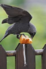 Angriff auf das Brötchen