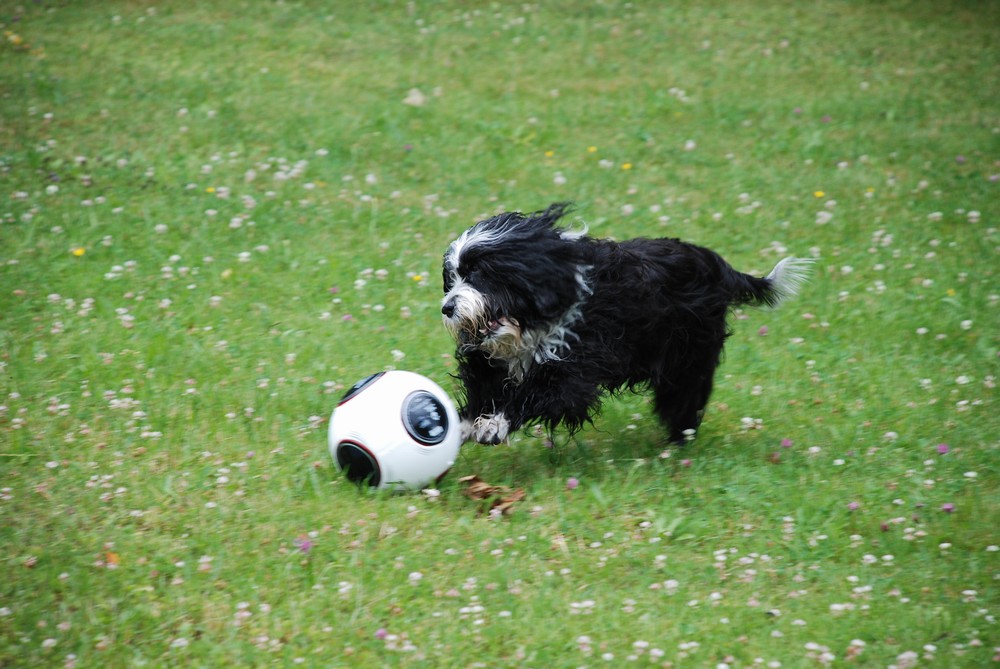 Angriff auf den Ball