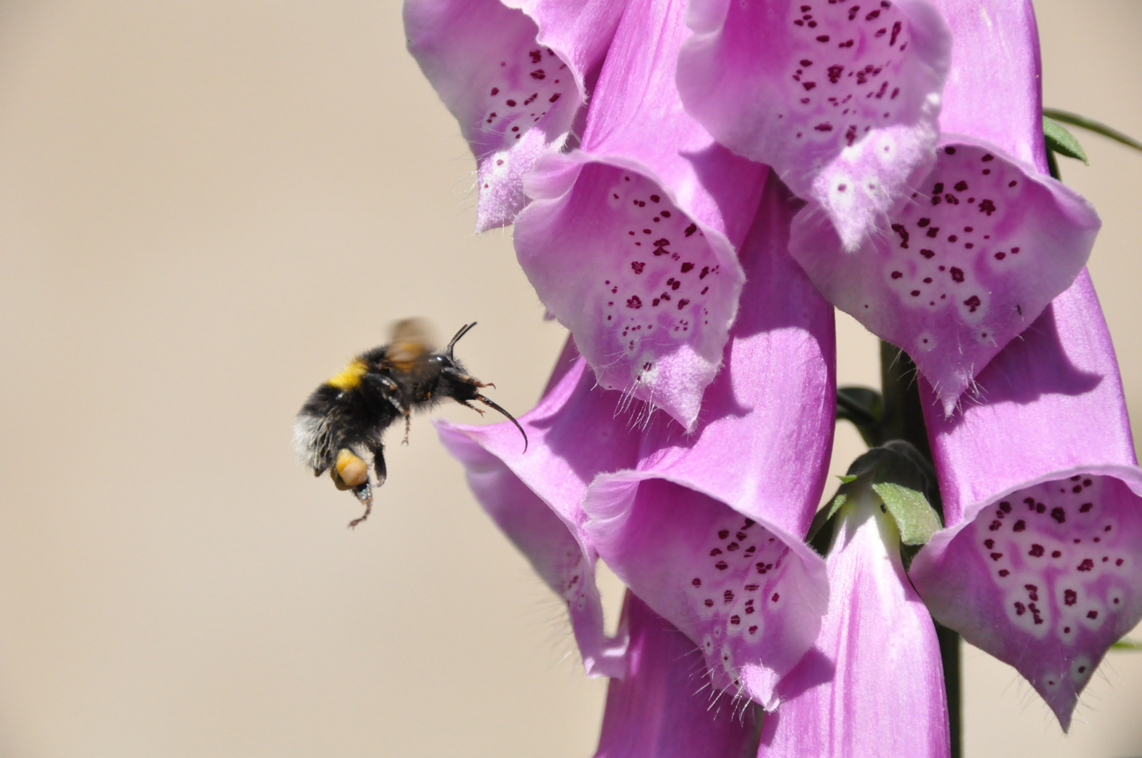 Angriff auf Digitalis