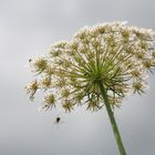 Angriff auf Feldpflanze