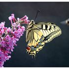 Angriff auf Papilio