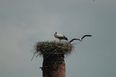 Angriff auf's Storchennest