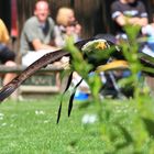 Angriff aus der Deckung vom Seeadler