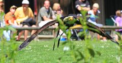 Angriff aus der Deckung vom Seeadler