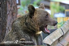 Angriff der Bärin