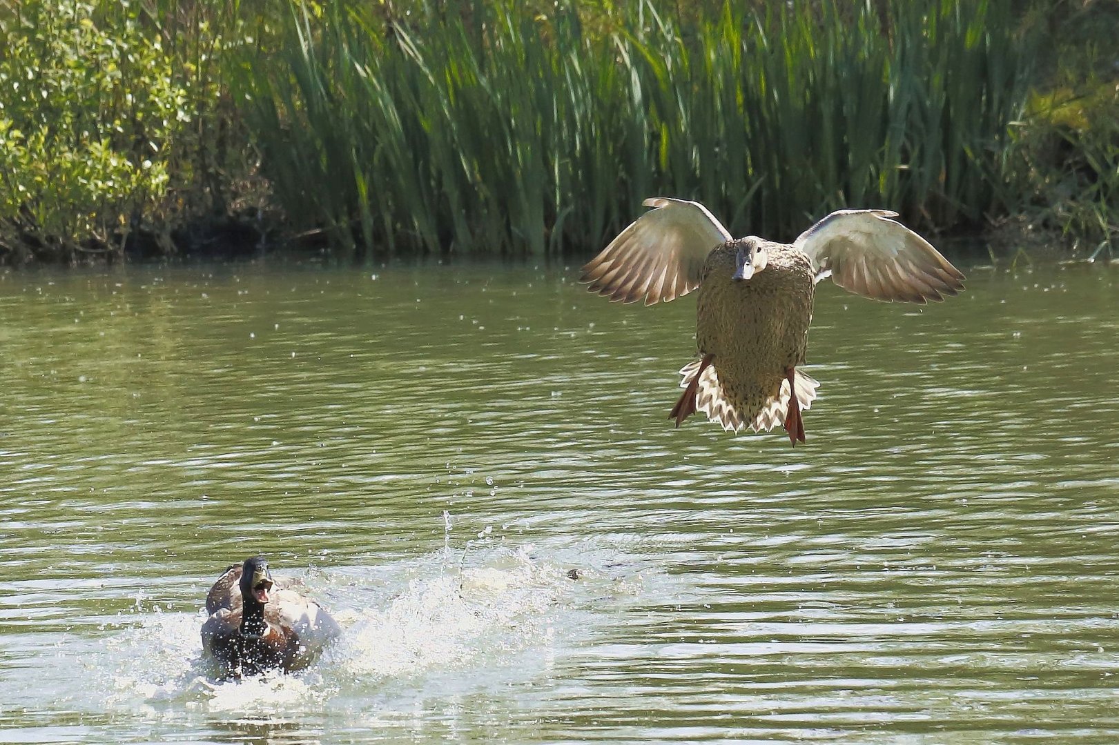 Angriff der Killer-Enten