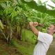 Angriff der Killerbananenfrucht im Bananenmuseum auf Martinique