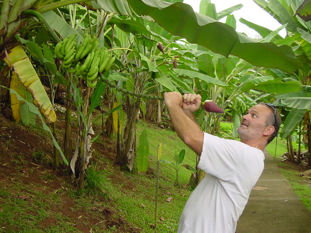 Angriff der Killerbananenfrucht im Bananenmuseum auf Martinique von Harry Neumayer