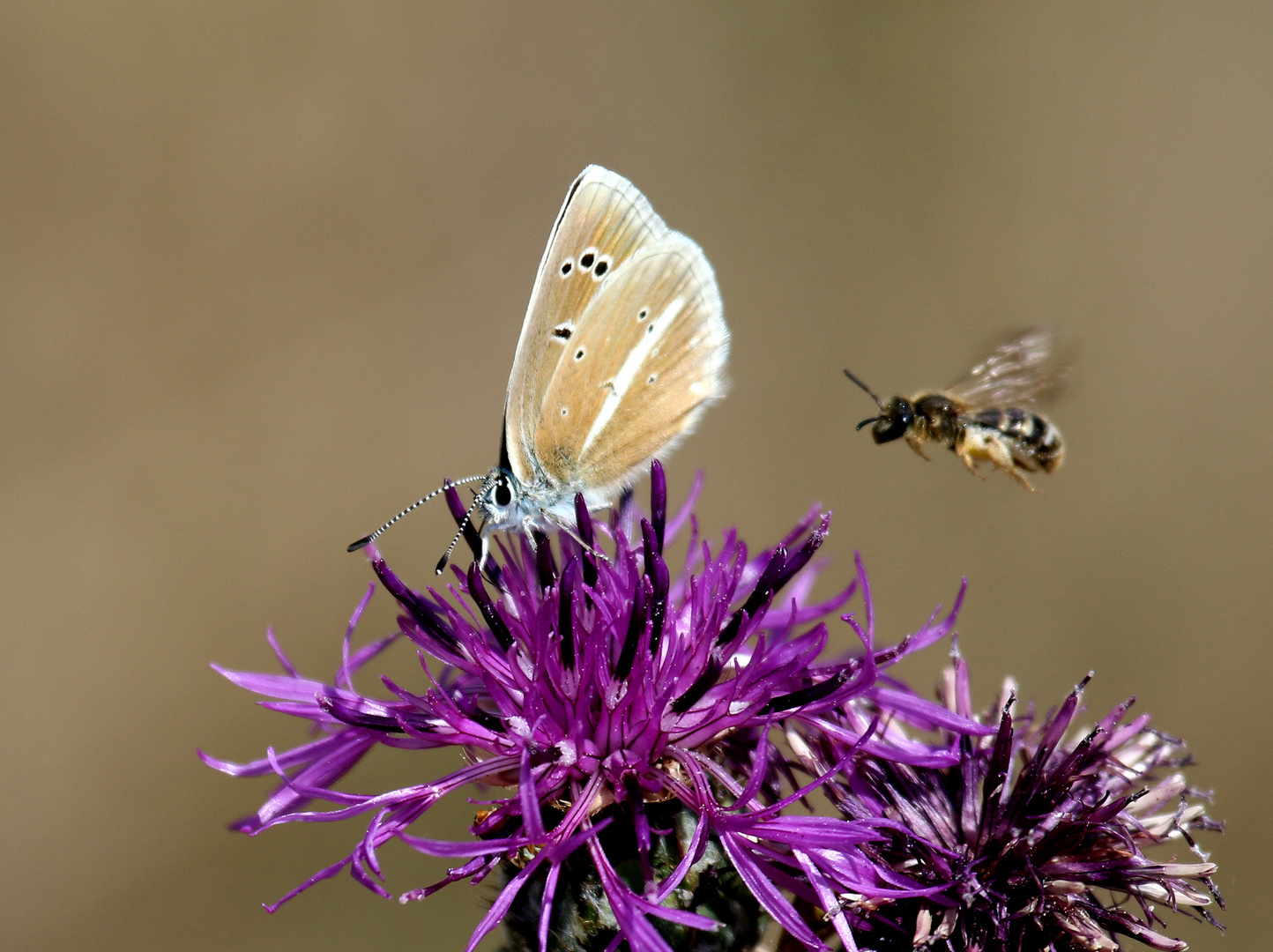 Angriff der Killerbienen