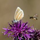 Angriff der Killerbienen