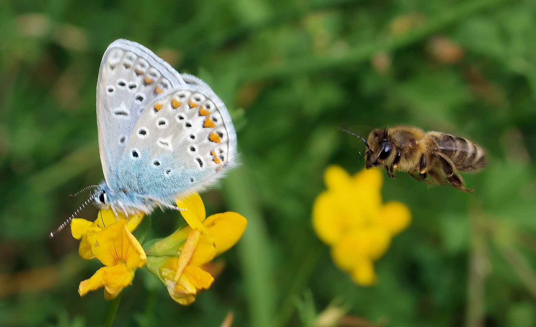 ..Angriff der Killerbienen