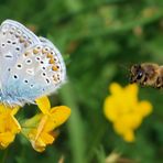 ..Angriff der Killerbienen