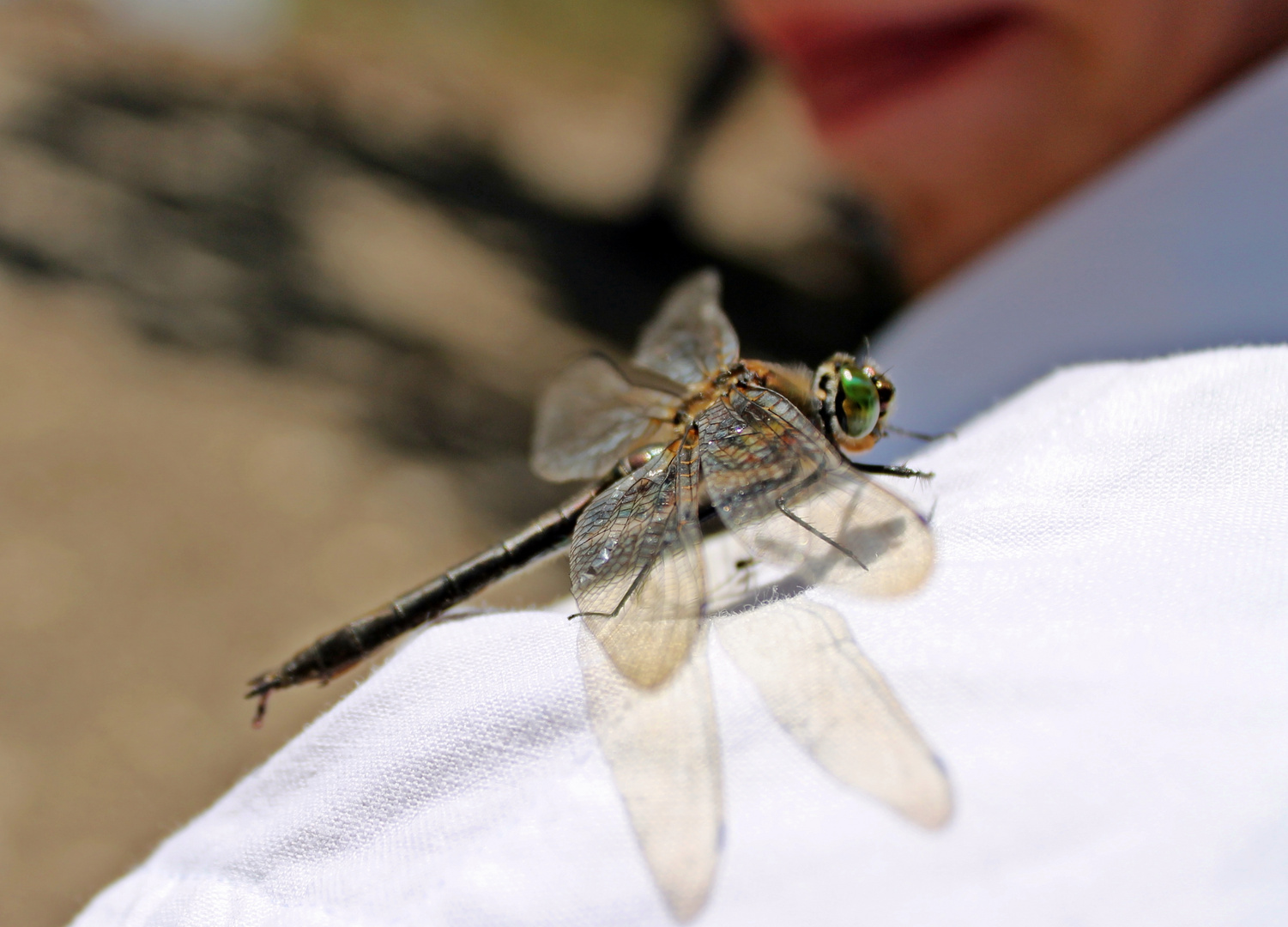 Angriff der Killerlibelle