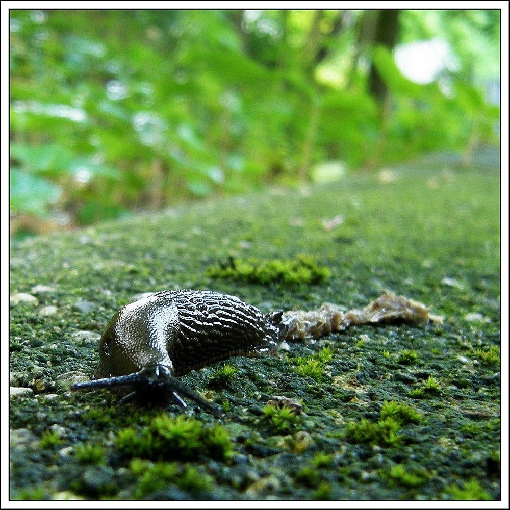 Angriff der Killerschnecke...