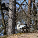 Angriff der Krähen auf Graureiher