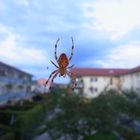 Angriff der Monsterspinne