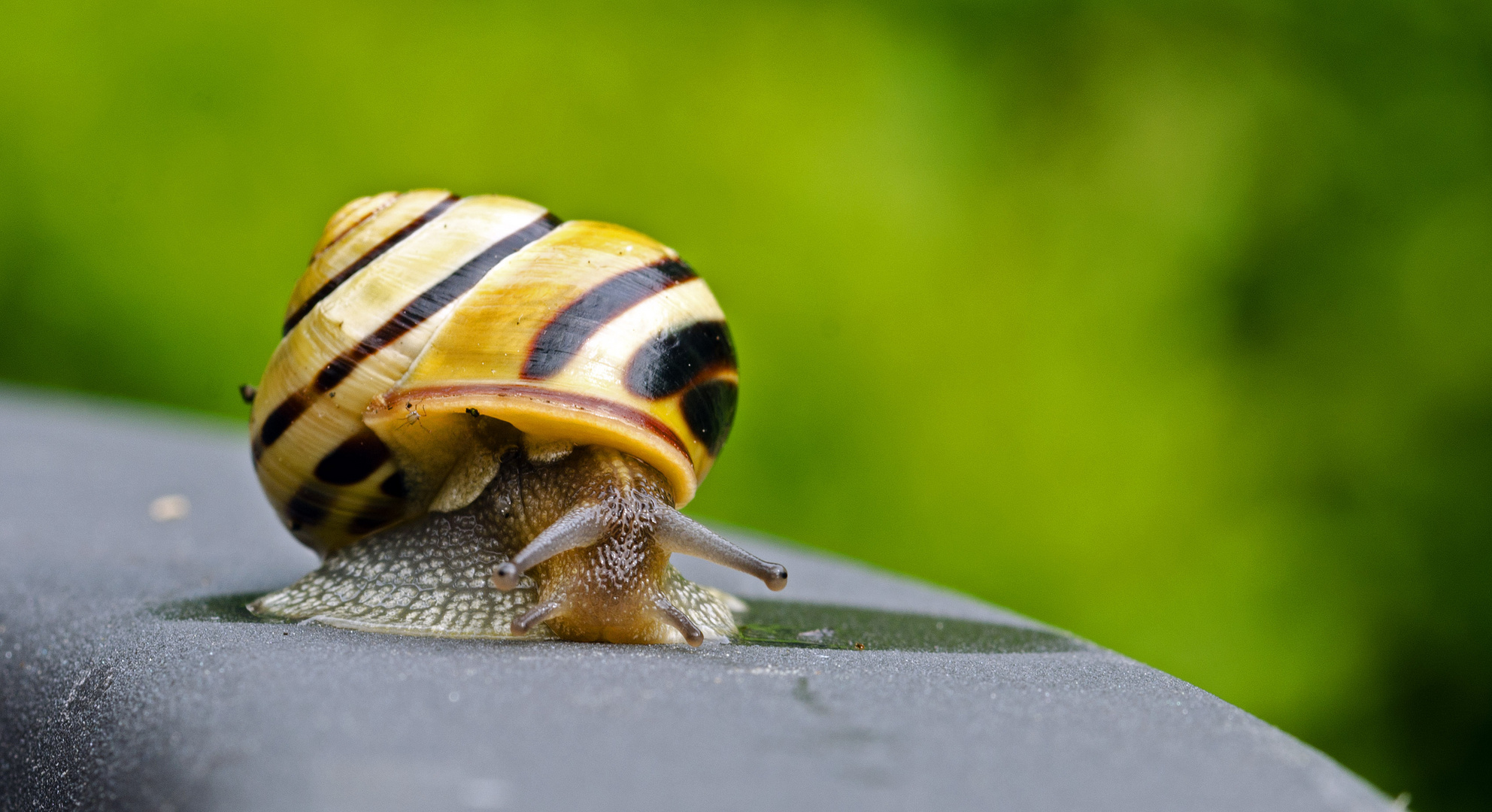 Angriff der Schnecke...