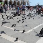 Angriff der Tauben