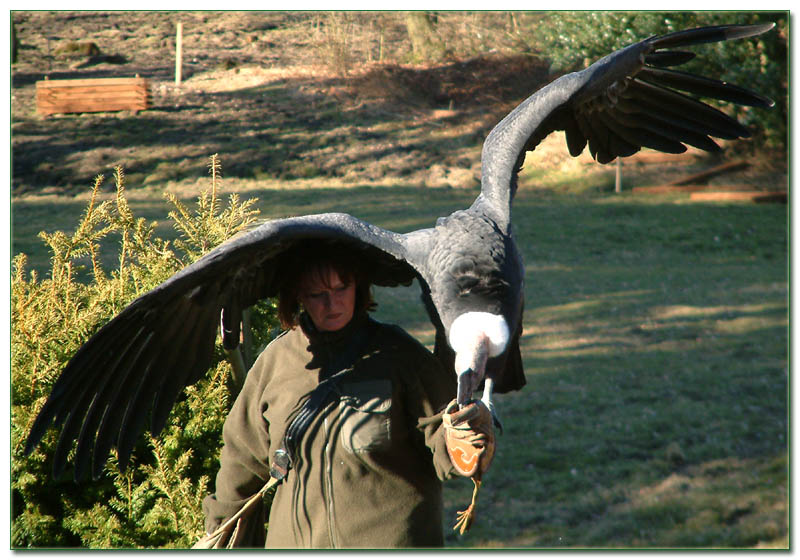 Angriff des Killercondors ?