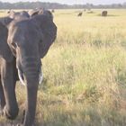 Angriff eines Elefanten