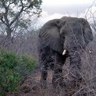 Angriff eines Elefantenbullen im Krüger N.P.