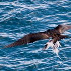 Angriff eines Fregattvogels auf einen Paradiesvogel (Galapagos Archipel)