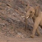 Angriff Elefant