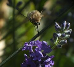 Angriff im Lavendelwald