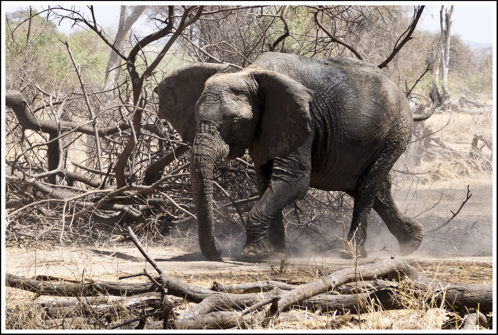 Angriff, Ruaha-NP, 11.10.2016